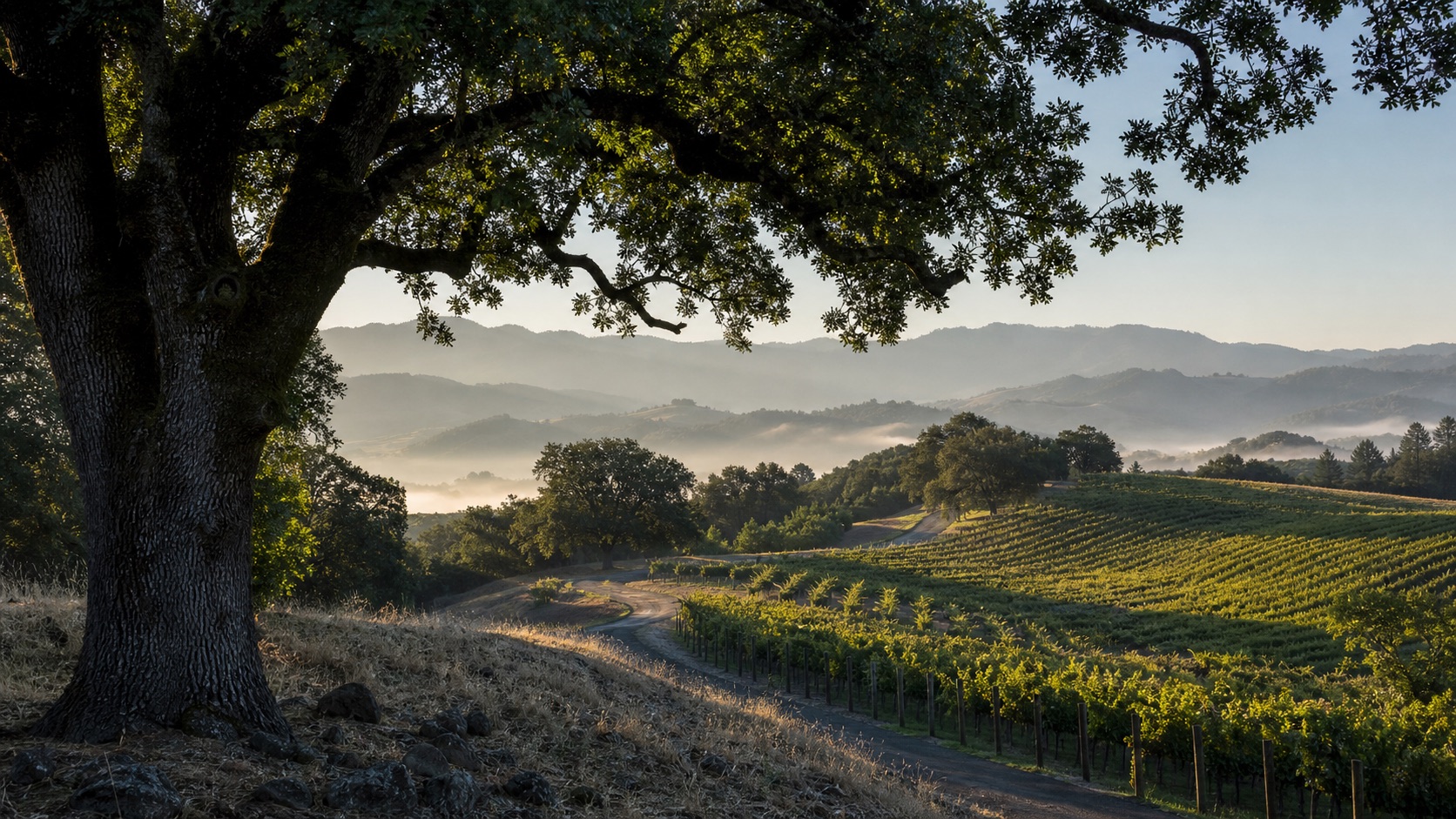 Healdsburg and Dry Creek Valley vineyards beneath mature valley oaks