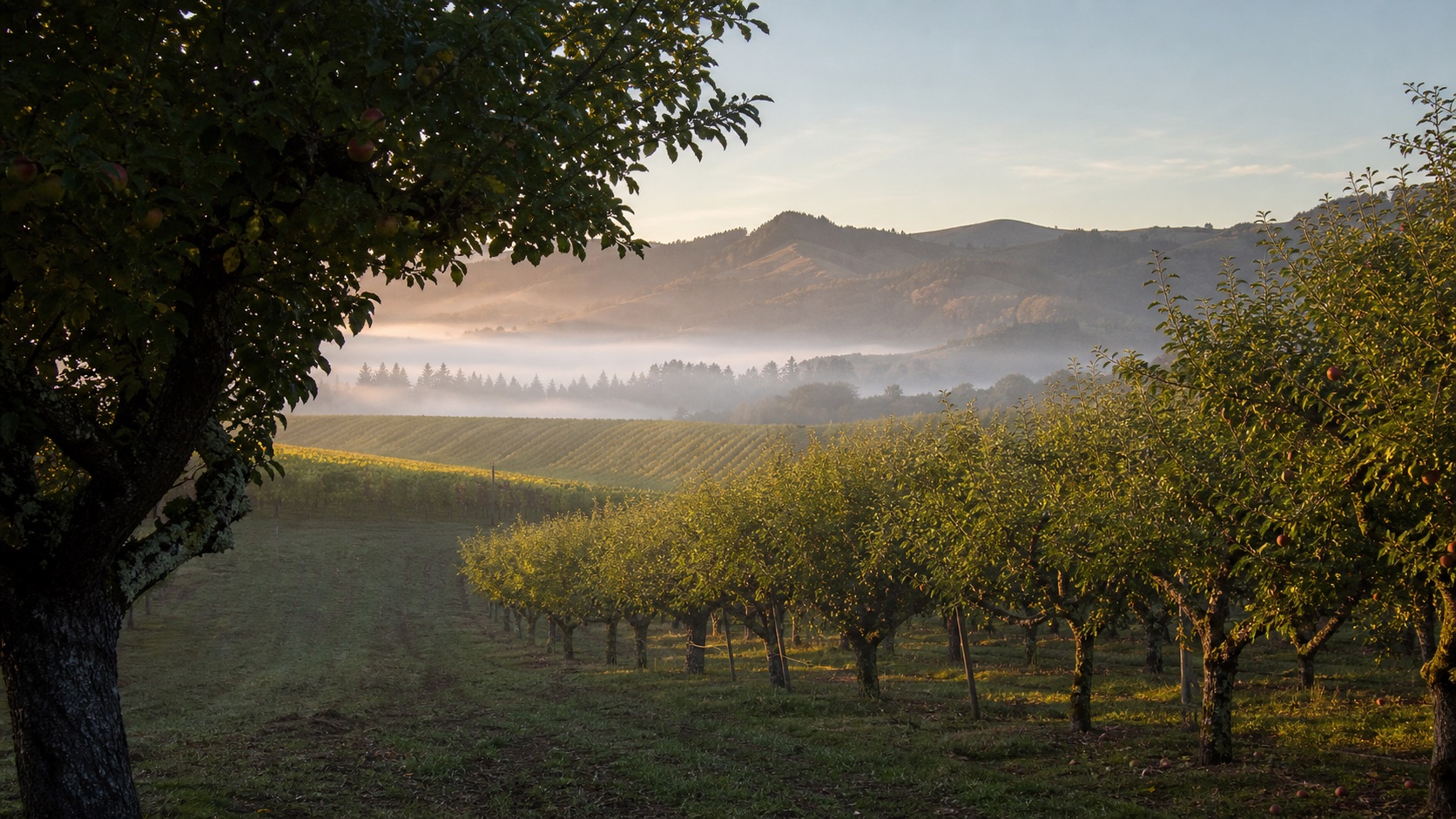 Sebastopol apple orchards, vineyards and misty West Sonoma hills